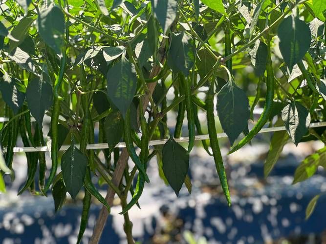 綠辣椒圖片，綠色辣椒圖片大全