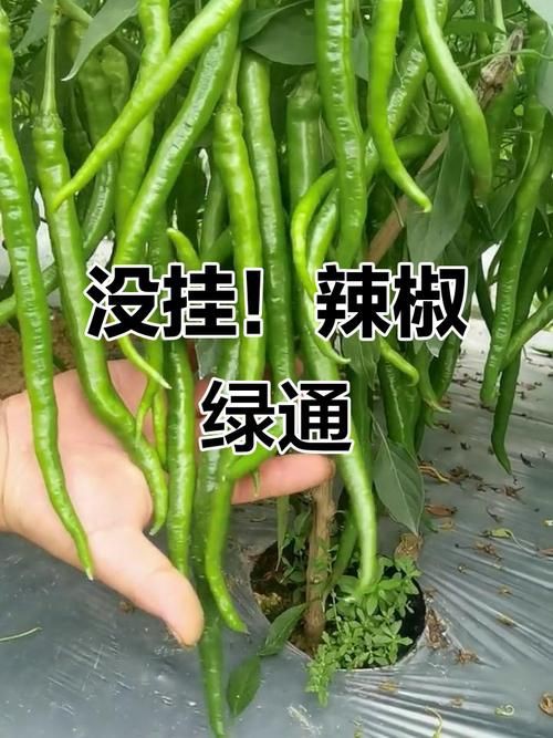 綠辣椒圖片，綠色辣椒圖片大全