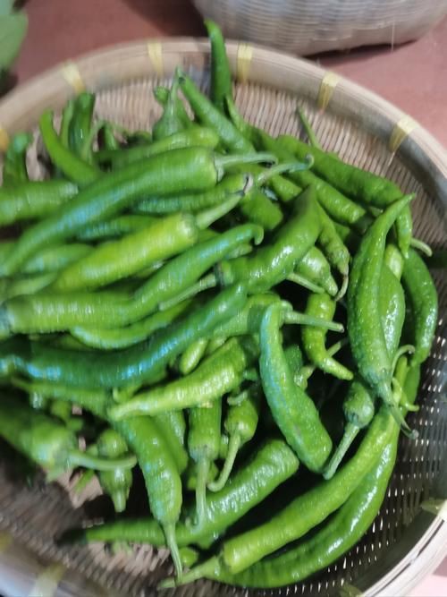 綠辣椒圖片，綠色辣椒圖片大全