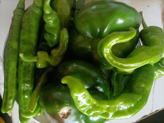 綠辣椒圖片，綠色辣椒圖片大全