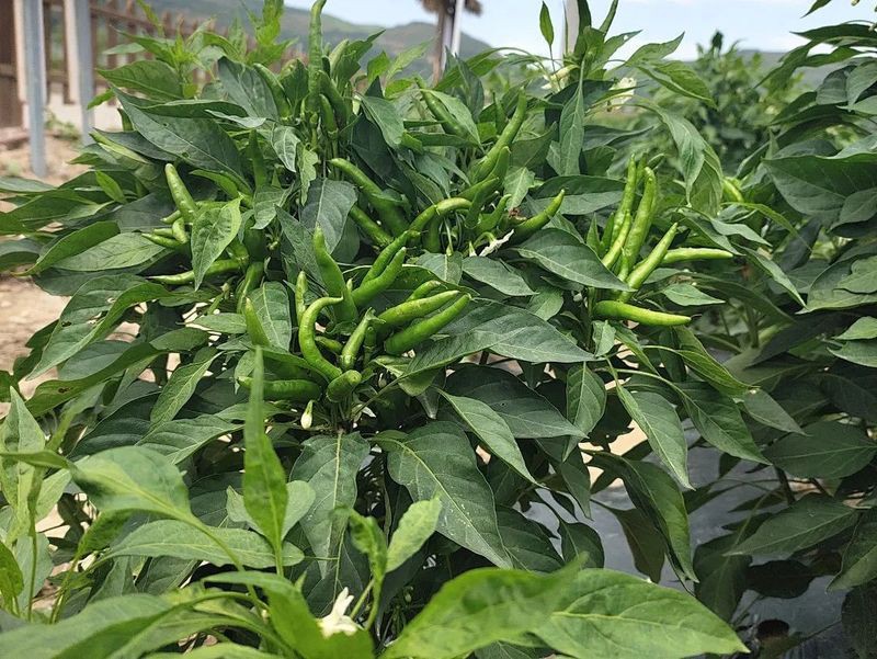 綠辣椒圖片，綠色辣椒圖片大全