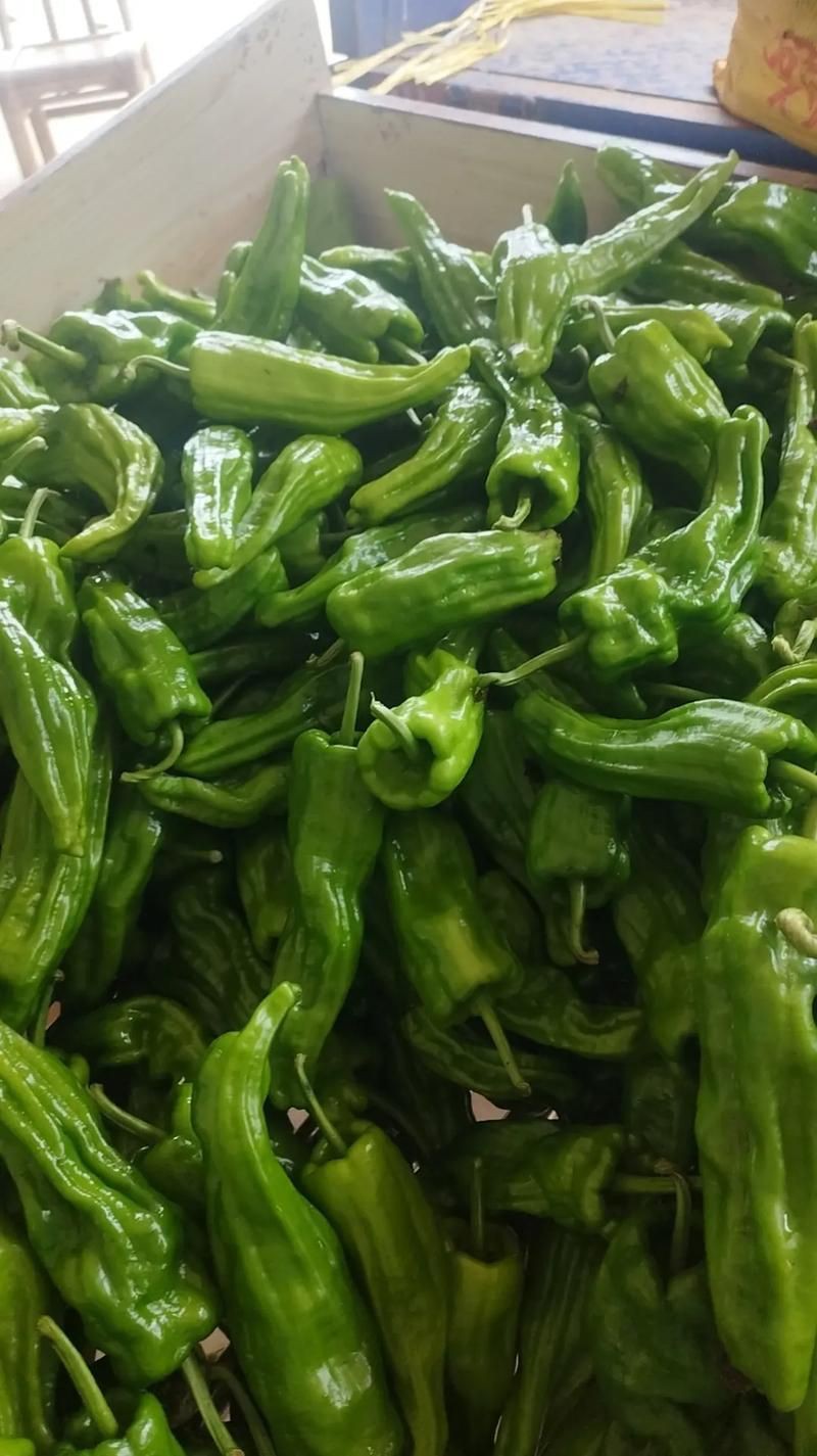 綠辣椒圖片，綠色辣椒圖片大全
