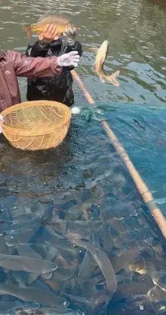 佛說養魚是報應還是福報，《佛說養魚是報，還能積累福報》