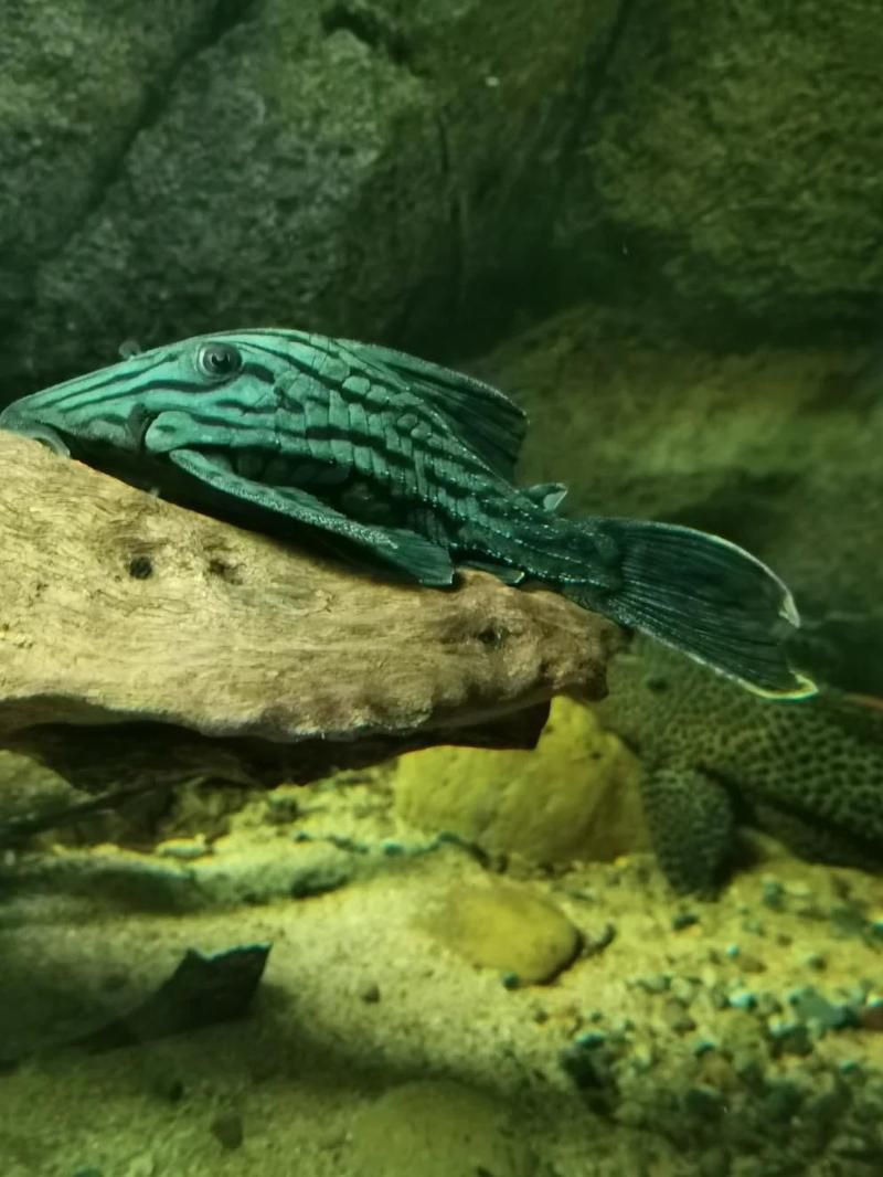 綠皮皇冠豹的鑒別方法，異型魚中的瑰寶咖啡醇醇少年脫俗風