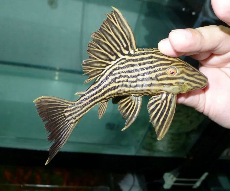 綠皮皇冠豹的鑒別方法，異型魚中的瑰寶咖啡醇醇少年脫俗風