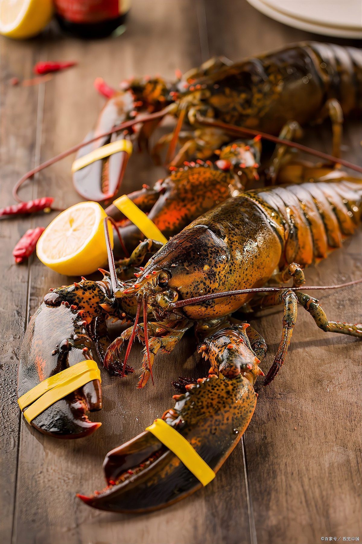 十大龍蝦排名最貴，全球十大最貴龍蝦品種 十大龍蝦排名最貴，全球十大最貴龍蝦品種 龍魚論壇 第2張