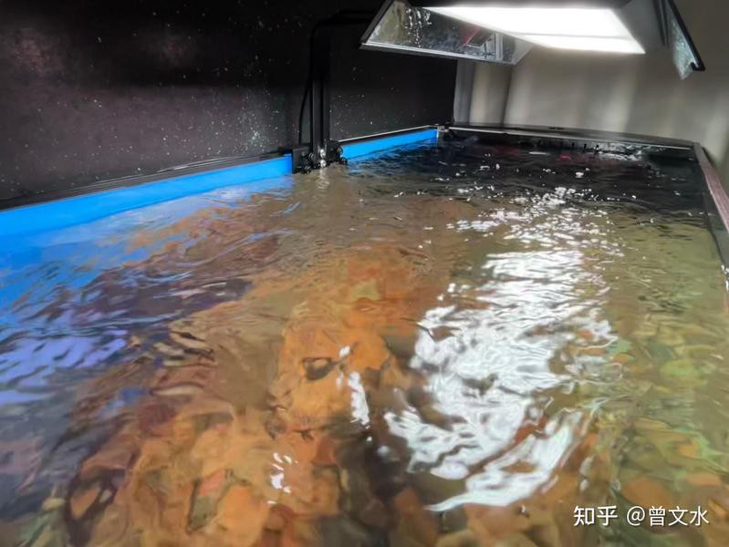 沁水水族店，沁水縣龍港鎮水晶水族館