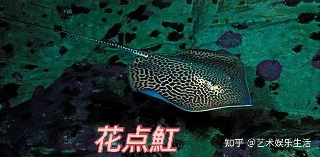 全球十大高端異形魚，全球十大高端異形魚品種 全球十大高端異形魚，全球十大高端異形魚品種 龍魚論壇 第4張