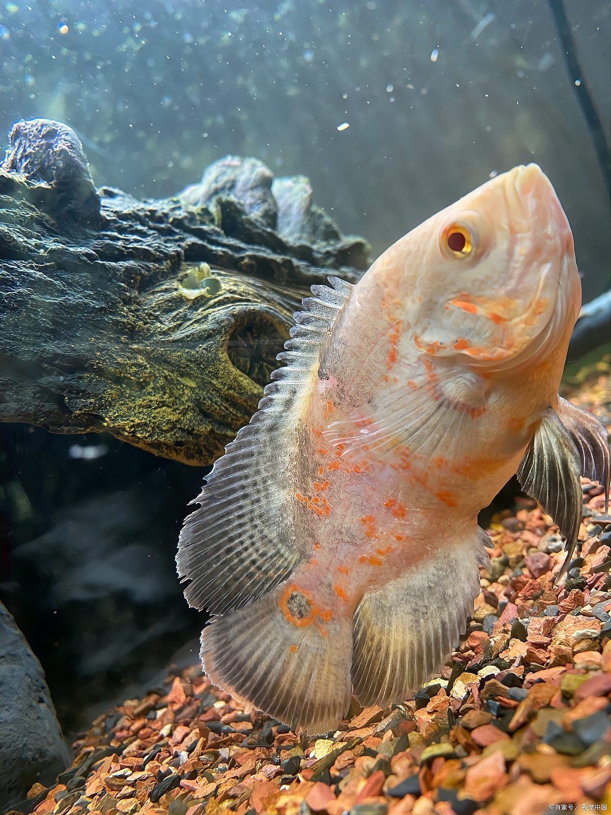 全球十大高端異形魚，全球十大高端異形魚品種 全球十大高端異形魚，全球十大高端異形魚品種 龍魚論壇 第3張