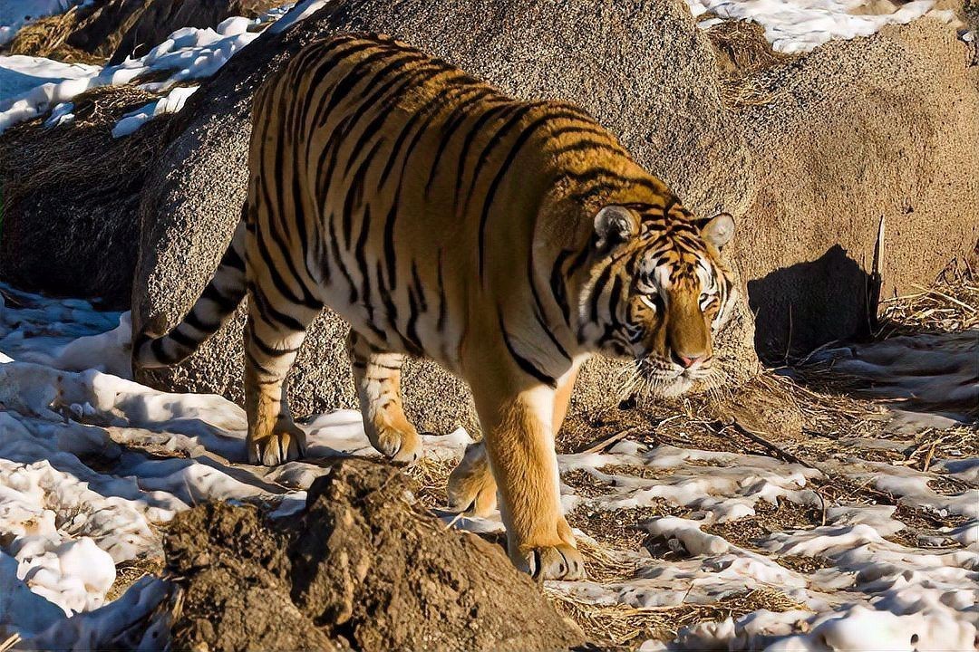 老虎圖片，農民日報，生龍活虎鬧新春:萌虎帥虎威風虎 老虎圖片，農民日報，生龍活虎鬧新春:萌虎帥虎威風虎 龍魚百科 第28張