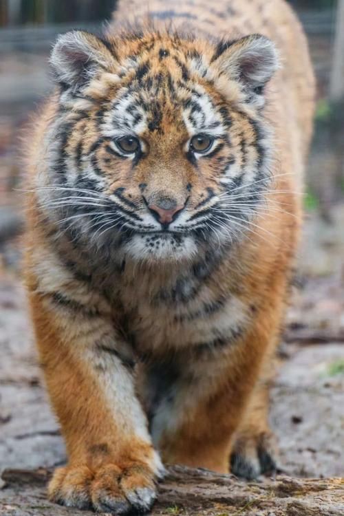 老虎圖片，農民日報，生龍活虎鬧新春:萌虎帥虎威風虎 老虎圖片，農民日報，生龍活虎鬧新春:萌虎帥虎威風虎 龍魚百科 第11張