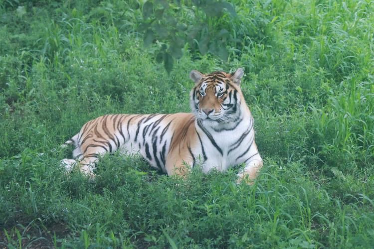 老虎圖片，農民日報，生龍活虎鬧新春:萌虎帥虎威風虎 老虎圖片，農民日報，生龍活虎鬧新春:萌虎帥虎威風虎 龍魚百科 第20張