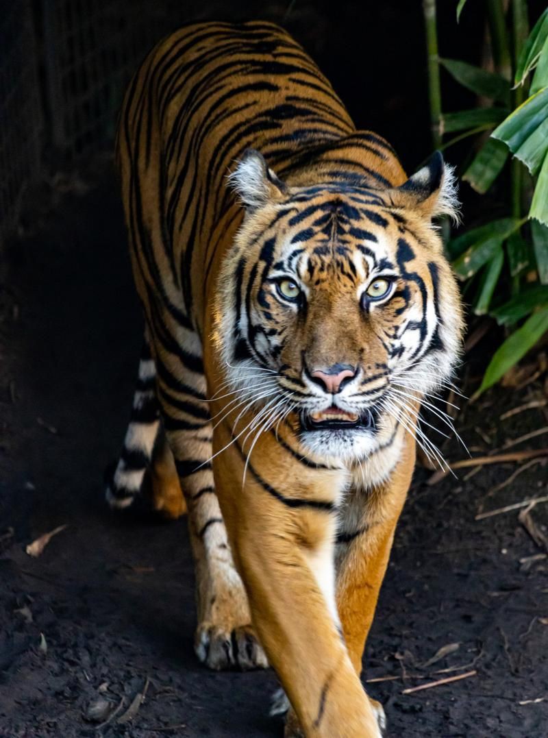 老虎圖片，農民日報，生龍活虎鬧新春:萌虎帥虎威風虎 老虎圖片，農民日報，生龍活虎鬧新春:萌虎帥虎威風虎 龍魚百科 第3張