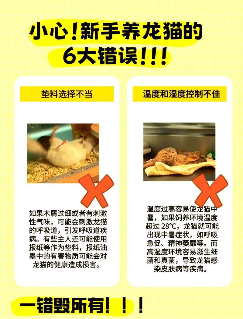 什么生肖不能養(yǎng)龍貓，《什么生肖不能養(yǎng)龍貓》