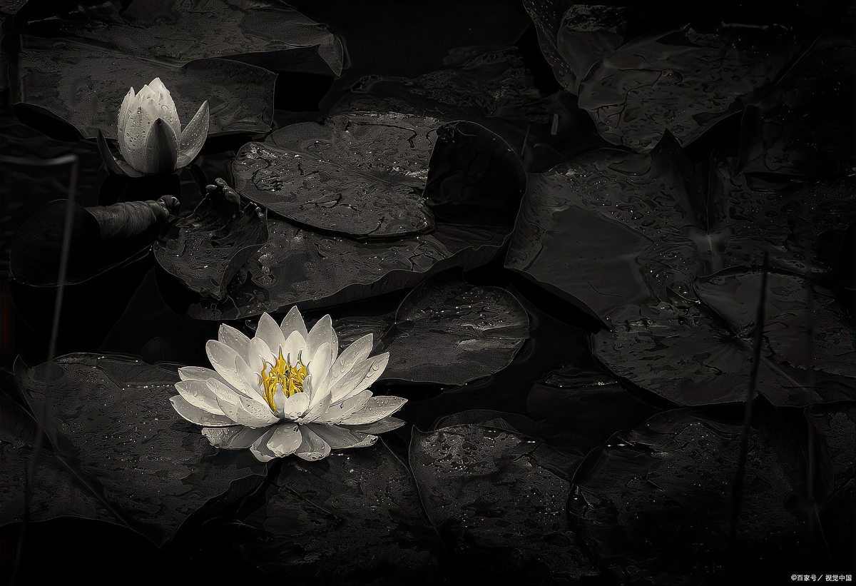 佛說吃蘑菇的果報，佛說吃蘑菇的果報12，佛說吃蘑菇的果報