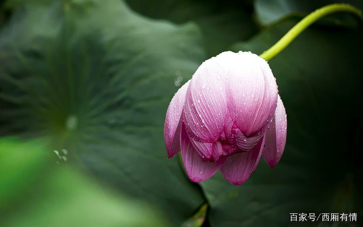 佛說吃蘑菇的果報，佛說吃蘑菇的果報12，佛說吃蘑菇的果報