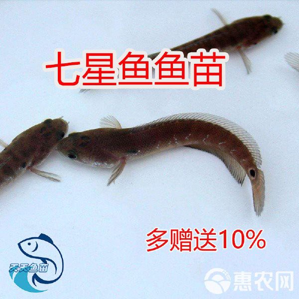 廣東哪里可以購買到雷龍魚？，在廣東，有多個(gè)渠道可以買到雷龍魚，當(dāng)?shù)厮a(chǎn)市場是常見選擇