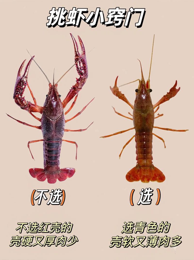 十大龍蝦圖片，全球十大龍蝦品種，波士頓龍蝦上榜，第三最為稀有富農園