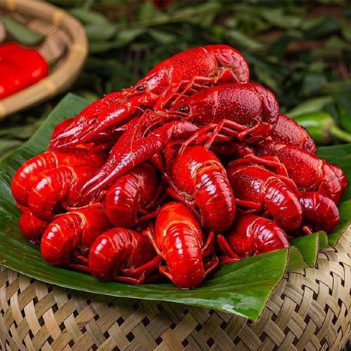 十大龍蝦圖片，全球十大龍蝦品種，波士頓龍蝦上榜，第三最為稀有富農園