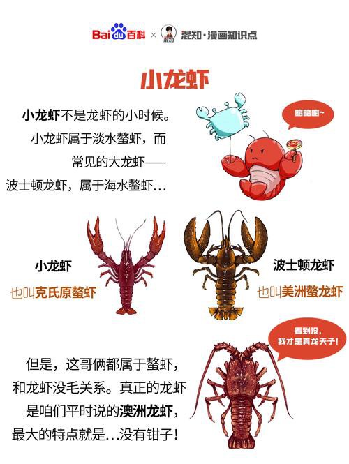 十大龍蝦圖片，全球十大龍蝦品種，波士頓龍蝦上榜，第三最為稀有富農園