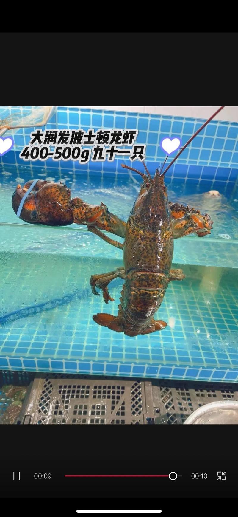 十大龍蝦圖片，全球十大龍蝦品種，波士頓龍蝦上榜，第三最為稀有富農園