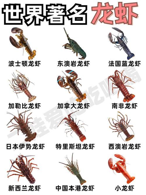 十大龍蝦圖片，全球十大龍蝦品種，波士頓龍蝦上榜，第三最為稀有富農園