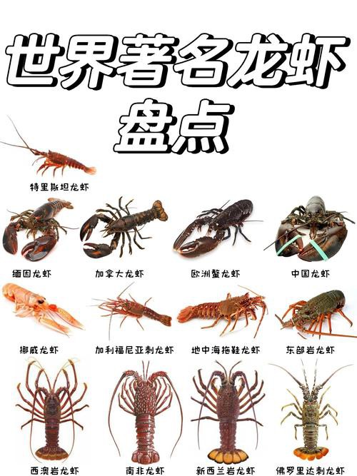 十大龍蝦圖片，全球十大龍蝦品種，波士頓龍蝦上榜，第三最為稀有富農園