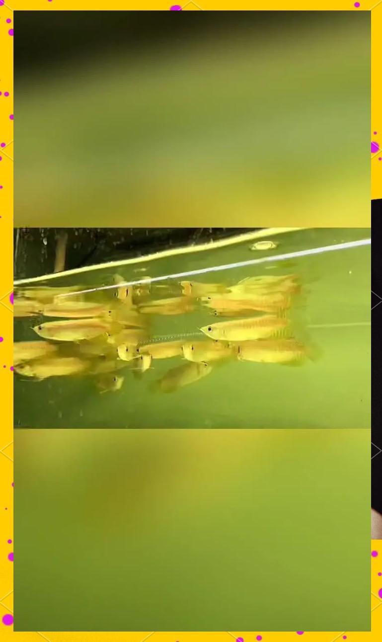 小過背金龍魚適合新手養嗎？