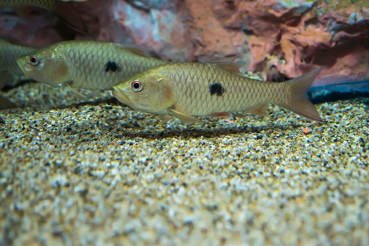 彩虹雷龍趴缸期間需要喂食嗎？，彩虹雷龍趴缸期間是否需要喂食
