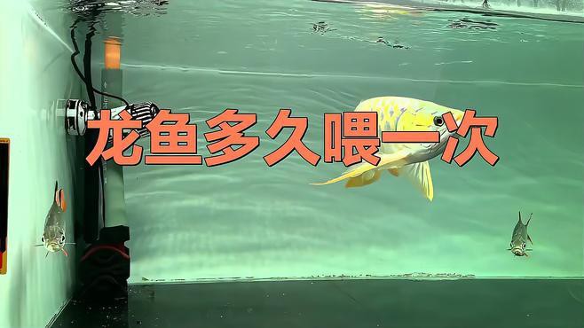 星點龍魚多久喂一次？，星點龍魚多久喂一次