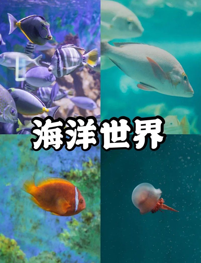 泉州水族店，泉州的水族店頗具品種，而非普通