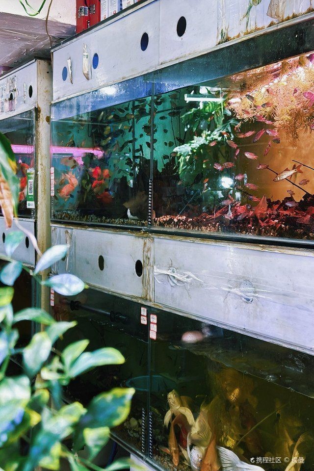泉州水族店，泉州的水族店頗具品種，而非普通