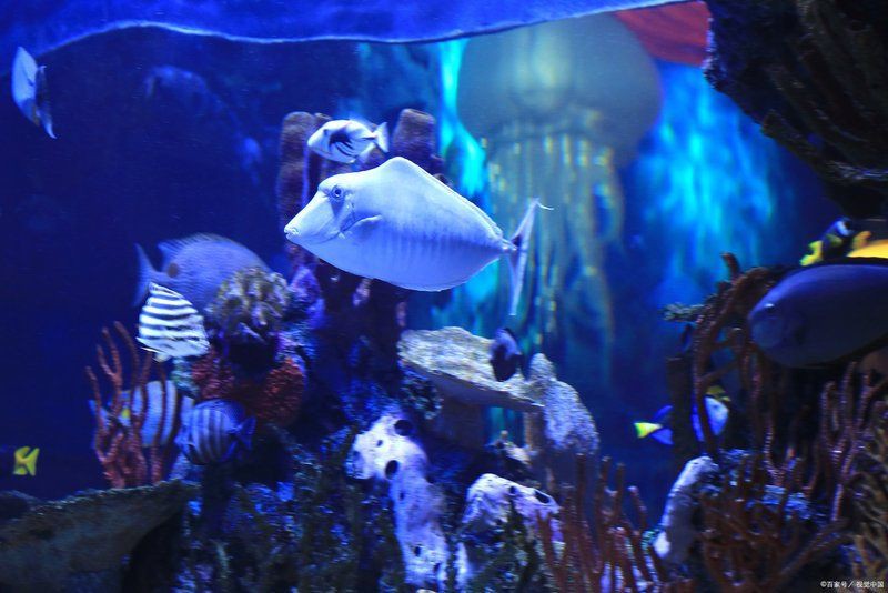 泉州水族店，泉州的水族店頗具品種，而非普通