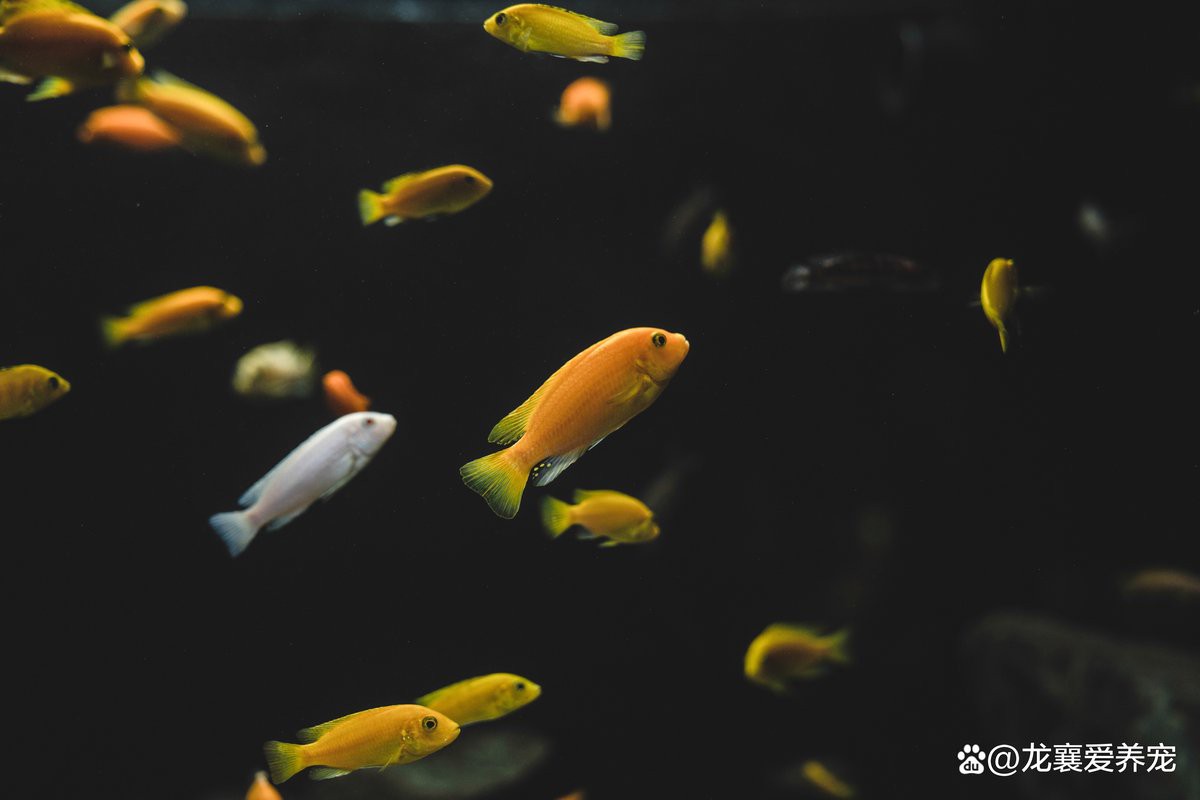 江津水族店，江津區有哪些水族店