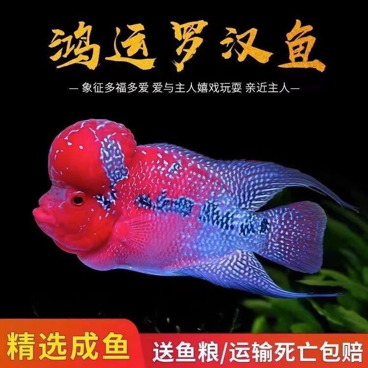 羅漢魚最便宜的三個地方，羅漢魚價格一般多少錢？