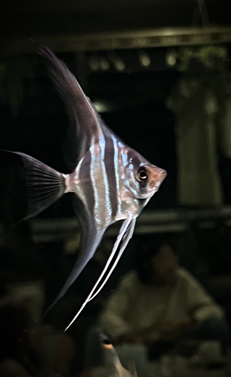 ，300-400字可以摘要嗎