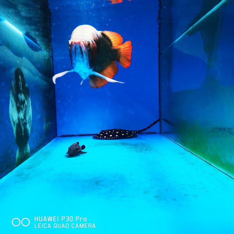 紅龍魚(yú)有中國(guó)血統(tǒng)嗎，天天看魚(yú)看草，怎么把紅龍魚(yú)養(yǎng)得更紅影響因素很多