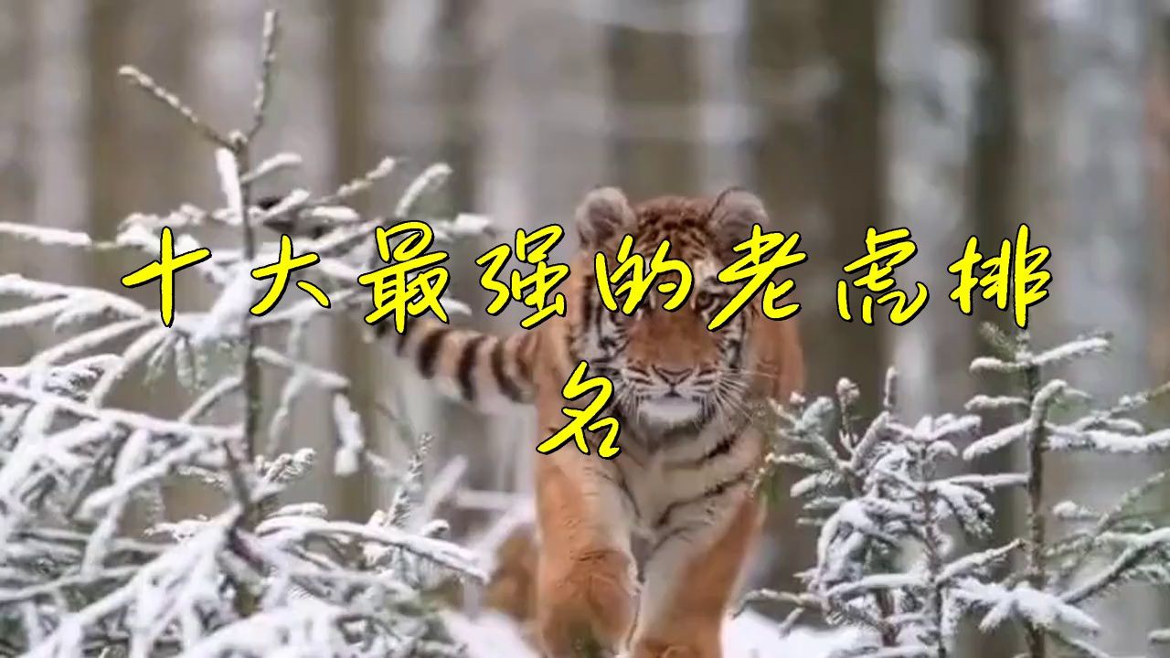 老虎最強第一名是誰，老虎界真正的王者五大猛虎排行揭秘第一名不是東北虎