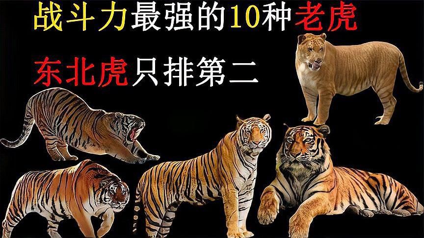 老虎最強第一名是誰，老虎界真正的王者五大猛虎排行揭秘第一名不是東北虎