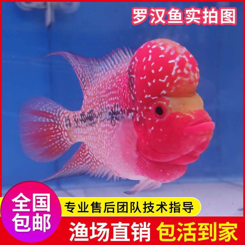 羅漢魚批發價目表，羅漢魚價格多少一條 羅漢魚批發價目表，羅漢魚價格多少一條 龍魚百科 第6張