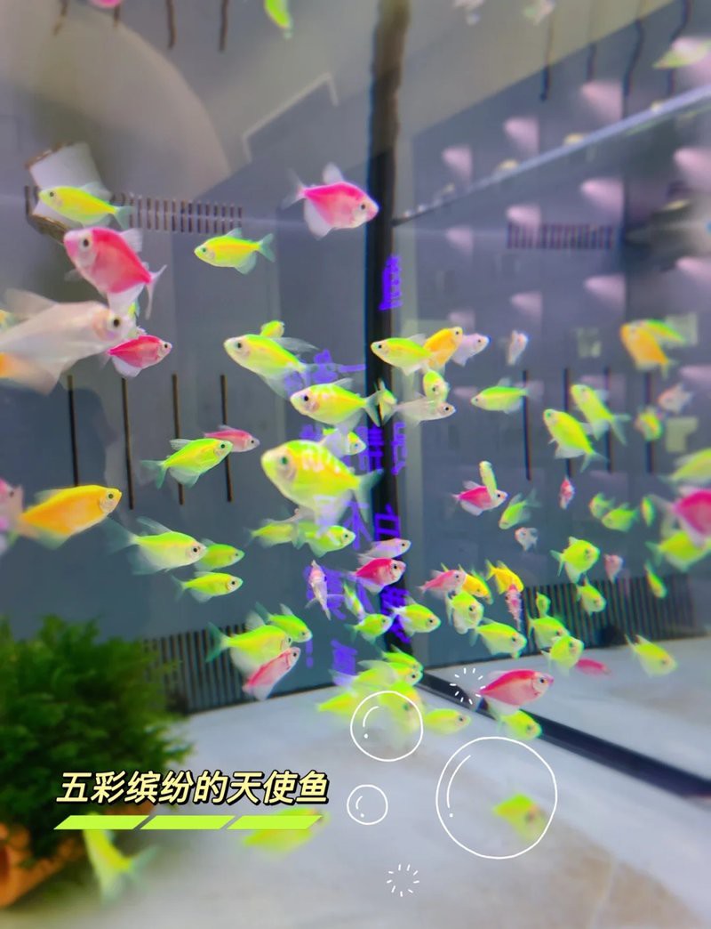 磐安水族店，關于“磐安水族店”