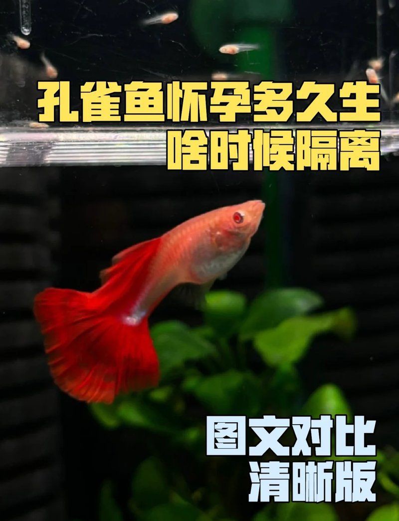 老虎魚懷孕幾個月了，孔雀魚懷孕多久能生小魚兒百度貼吧孔雀魚懷孕全攻略