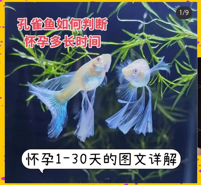 老虎魚懷孕幾個月了，孔雀魚懷孕多久能生小魚兒百度貼吧孔雀魚懷孕全攻略