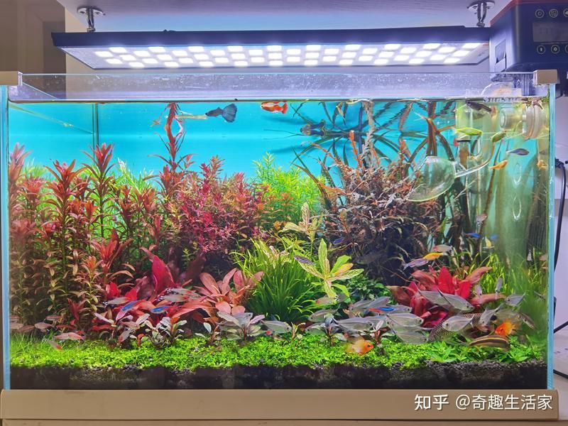 沒有水草燈可以養水草嗎，沒有水草燈可以養水草嗎沒有水草燈可以養水草嗎
