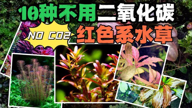 沒有水草燈可以養水草嗎，沒有水草燈可以養水草嗎沒有水草燈可以養水草嗎