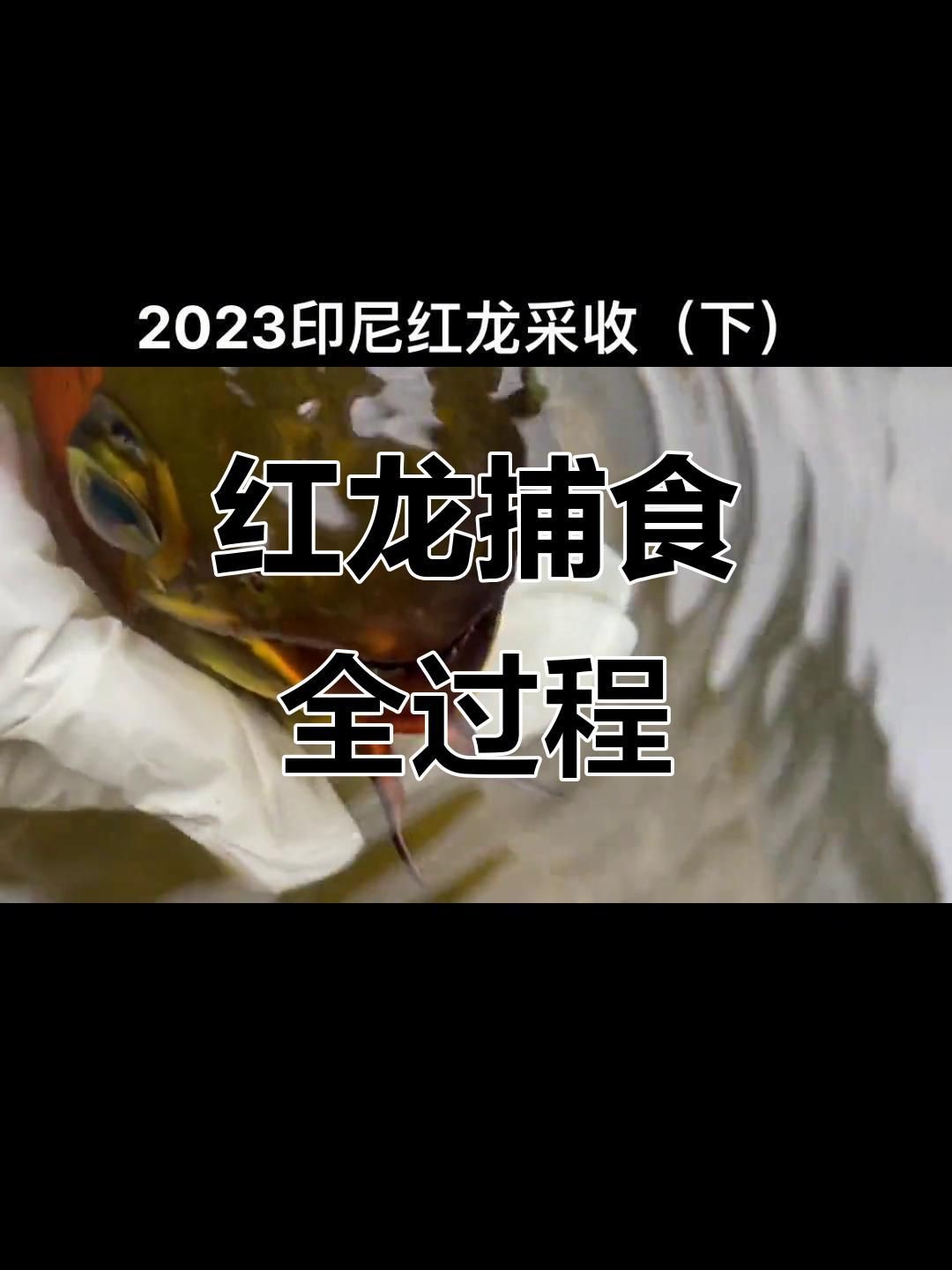 紅龍魚獵食瞬間視頻，印尼紅龍魚吃食大揭秘紅龍魚捕食過程大揭秘