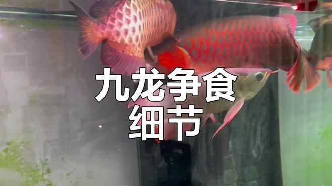 紅龍魚獵食瞬間視頻，印尼紅龍魚吃食大揭秘紅龍魚捕食過程大揭秘