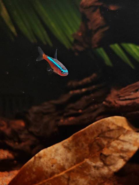 如何拍攝高質量的龍魚視頻？，如何拍攝高質量龍魚視頻？