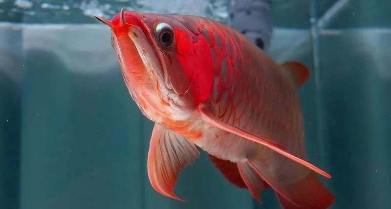 紅龍魚最佳觀賞時期，廣州龍魚祥龍魚4月發色演變揭秘黑椒小貝沉睡小姚