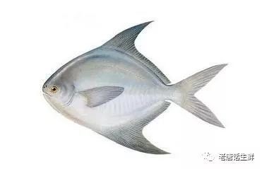 刀鯧魚是海魚還是淡水魚，刀鯧魚是一種典型的海生魚類，屬于海洋生態(tài)中的常見物種